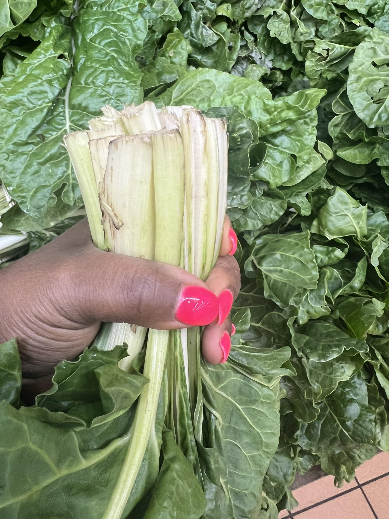 Spinach Production